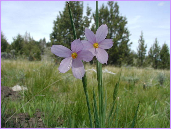 Cascade Ramblings - Flowers: Grass Widow (inflatum): Olsynium douglasii  var. inflatum