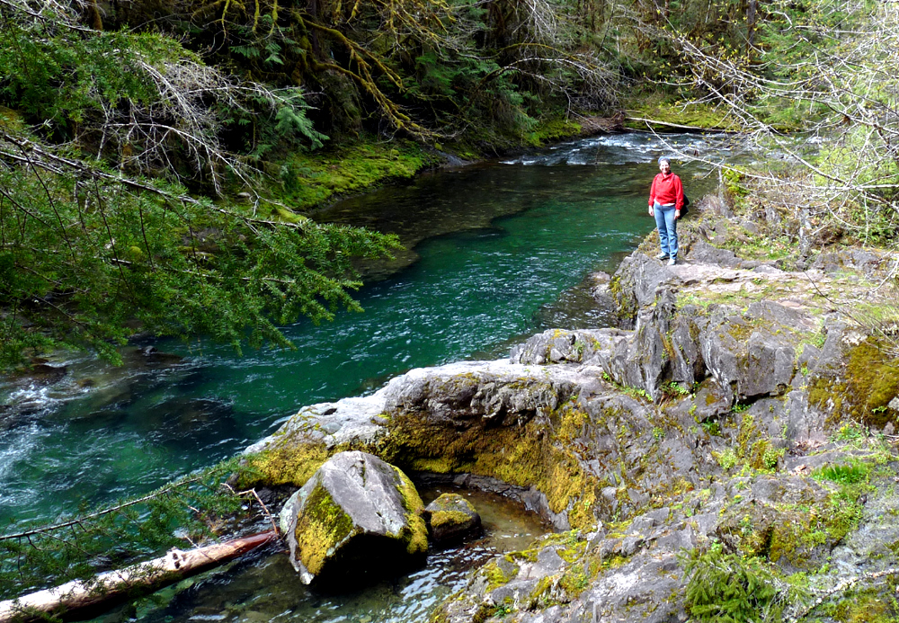 Cascade Ramblings Ramblings Brice Creek Trail Hike 2 Cottage Grove